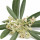 جورجیو آرمانی کد آلتیمیت مردانه - Olive Blossom